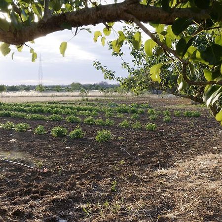 הוילה אלציו Agrimat Salento Sas מראה חיצוני תמונה