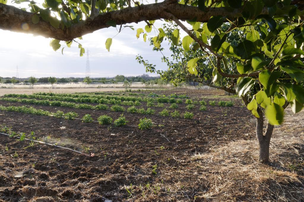 הוילה אלציו Agrimat Salento Sas מראה חיצוני תמונה